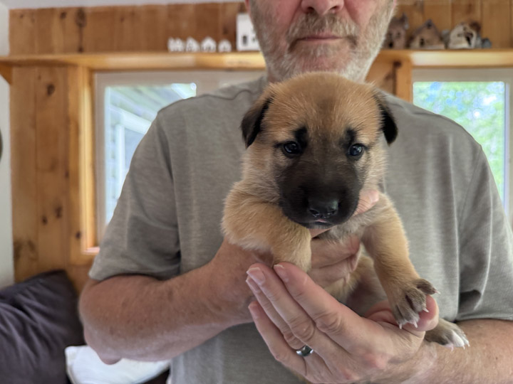 chinook puppy